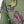 Chaqueta By City Maverik Man Green